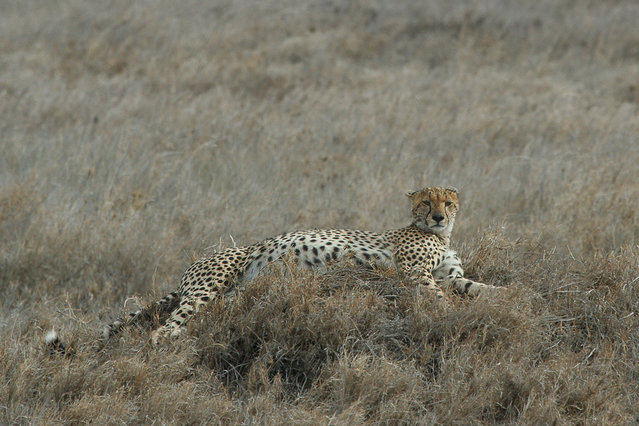 Image:Serengeti Cheetah.jpg