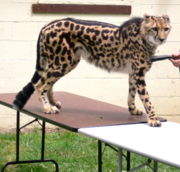 Note the unique coat pattern of the king cheetah