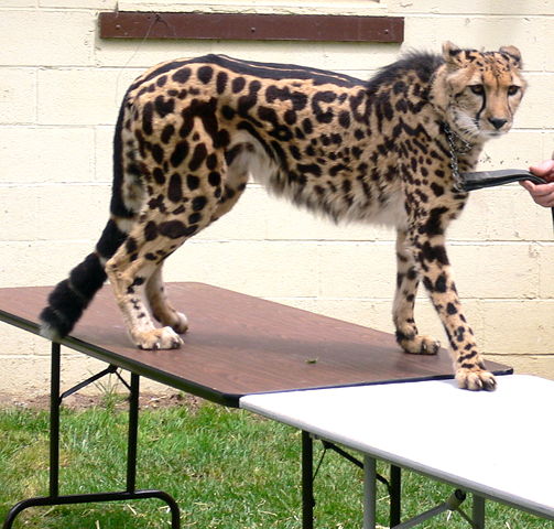 Image:Acinonyx jubatus King Cheetah.jpg