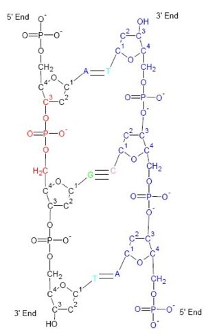 Diagram that emphasizes the phosphate backbone of DNA. Watson and Crick first made helical models with the phosphates at the center of the helices.