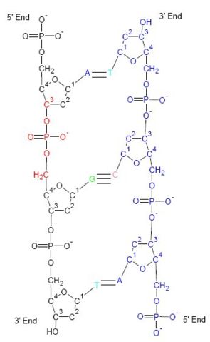 Image:DNA Structure.jpg