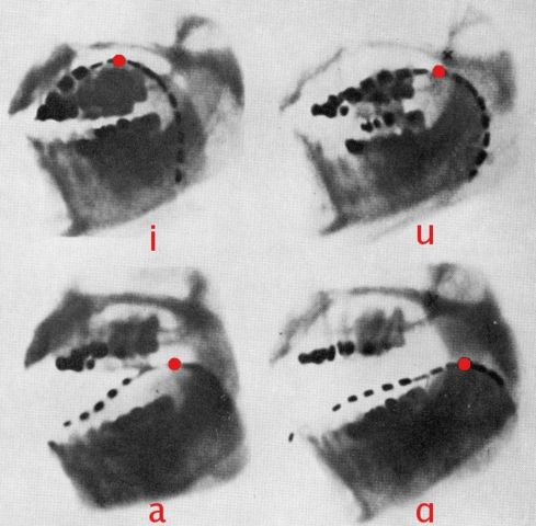 Image:Cardinal vowels-Jones x-ray.jpg