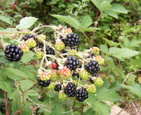 Blackberries are a source of polyphenol antioxidants