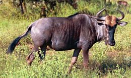 Blue Wildebeest