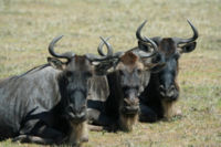 Wildebeest in the Ngorongoro