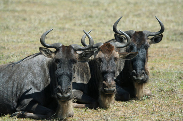 Image:Ngorongoro Wildebeest.jpg
