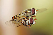 Hoverflies mating