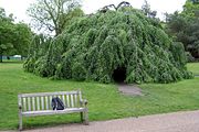 The Upside-down Tree, Fagus sylvatica pendula