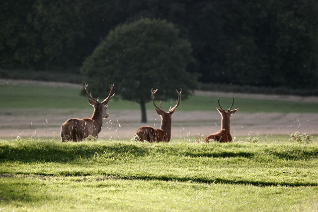 Image:Richmond Park - London - England - 02102005.jpg