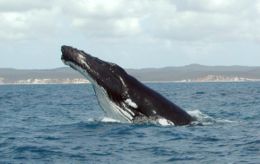 Humpback near Hervey Bay, Queensland