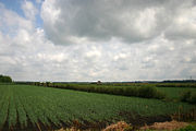 Onion fields near Elba, New York