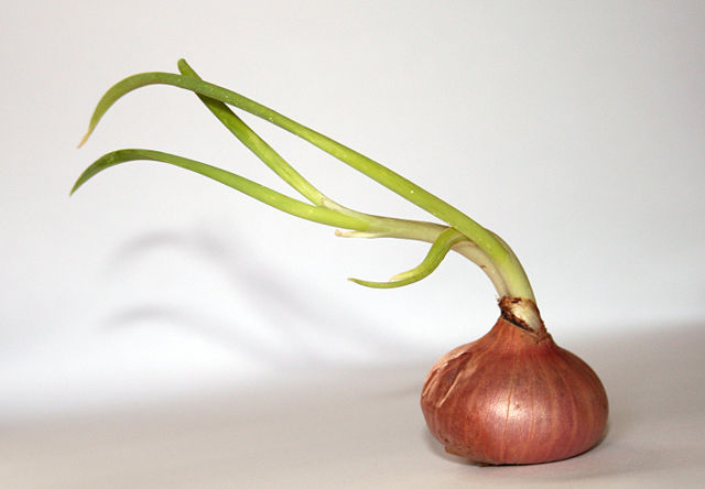 Image:Onion whitebackground.jpg