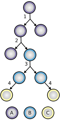 Image:Stem cell division and differentiation.svg