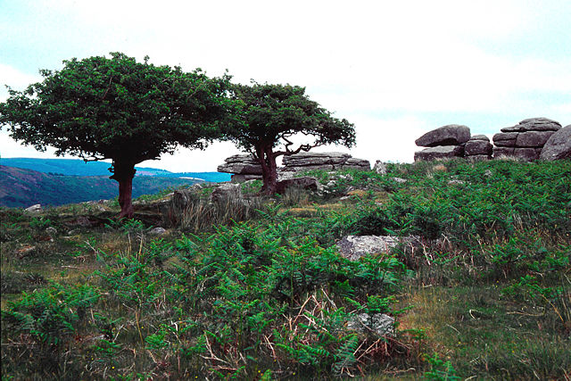 Image:Dartmoor a.jpg