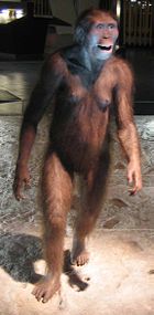 A reconstruction of Australopithecus afarensis, a human ancestor that had developed bipedalism, but which lacked the large brain of modern humans.