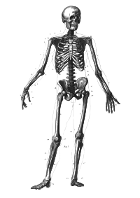 An antiquated diagram of a male human skeleton.
