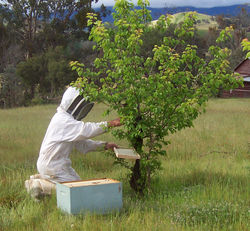 A beekeeper collecting a bee swarm. If the queen can be swept to the frame and placed into the hive the remaining bees will follow her scent.