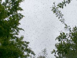A swarm about to land