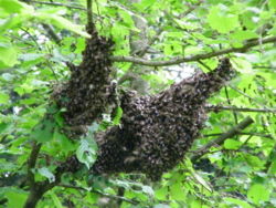 A swarm attached to a branch