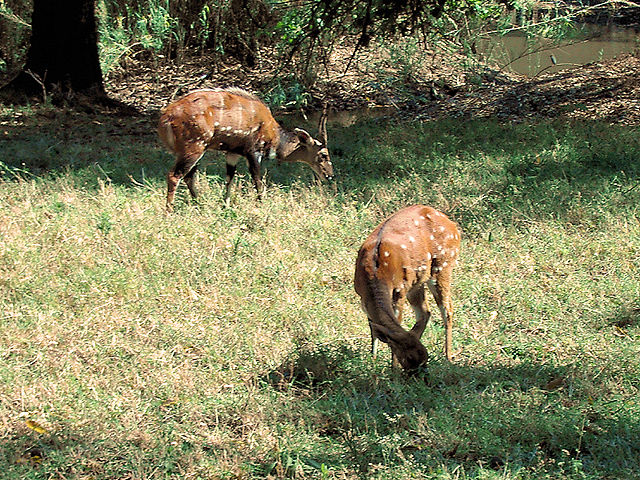 Image:Tragelaphus scriptus (pair).jpg