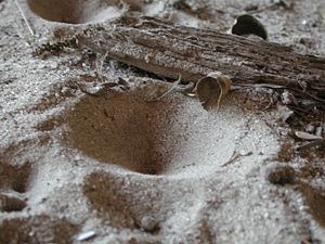 An antlion lies in wait under its pit trap, built in dry dust under a building, awaiting unwary insects that fall in. Many pest insects are partly or wholly controlled by other insect predators.