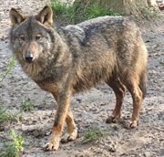 Iberian Wolf (Canis lupus signatus)