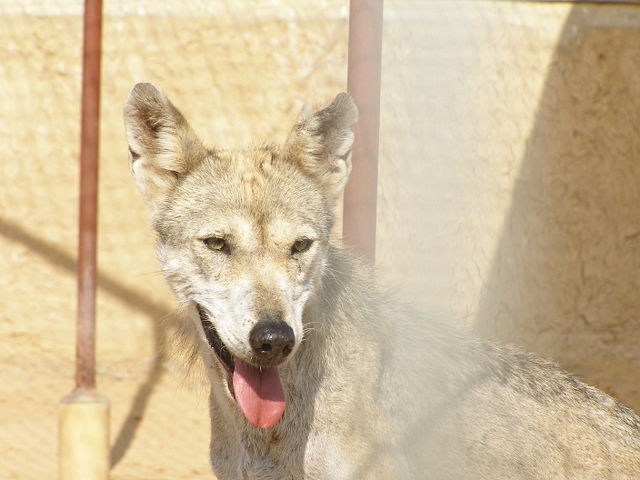 Image:Canis lupus arabs head front.JPG