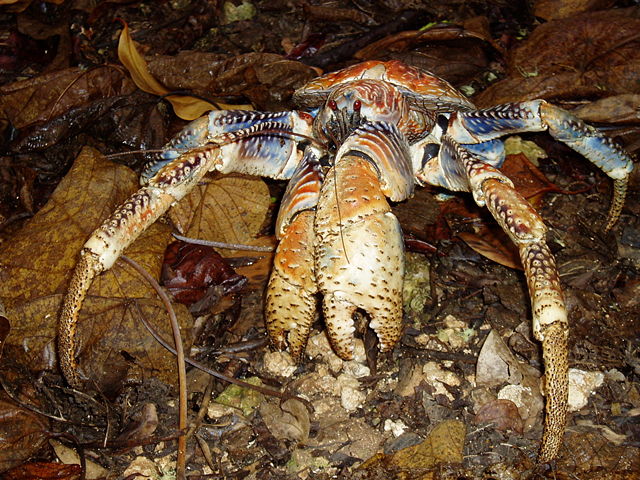 Image:Robber crab.jpg