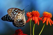 A blue tiger (Tirumala limniace) butterfly.