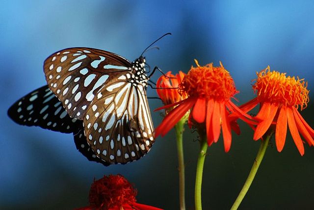 Image:Blue Tiger Tirumala limniace Kerala India.jpg