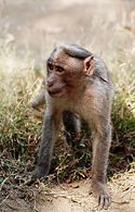 A Bonnet Macaque in Nelliampathi.