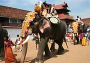 Caparisoned elephants during Sree Poornathrayesa temple festival Thrippunithura in Kerala, south India.