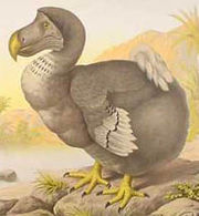 The Dodo, shown here in a 1651 illustration by Jan Savery, is an often-cited example of modern extinction.