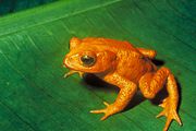Golden toad (Ollotis periglenes) - last seen in 1989