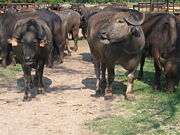 Domestic Asian Water buffaloes at a ranch in Arkansas, USA