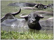 It is known as "Water Buffalo" because it is adapted to and enjoys being in water