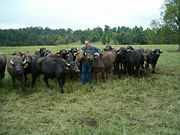 Water buffalo heifers in Arkansas, USA