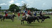 Water buffalo racing at Babulang 2006