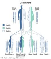 A and B are codominant, giving the AB phenotype.