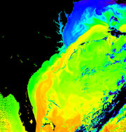 The Gulf Stream is orange and yellow in this thermal image of the Atlantic.