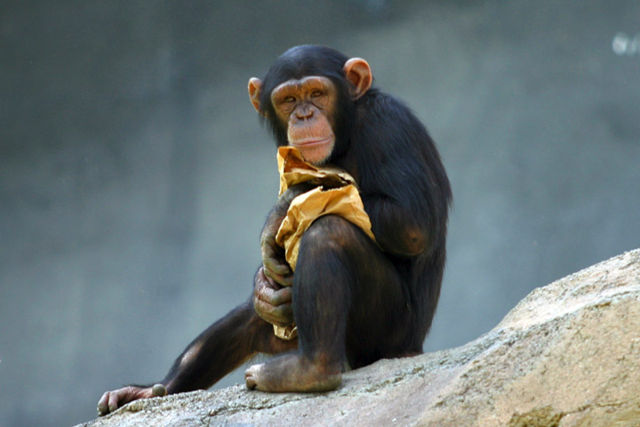 Image:Lightmatter chimp.jpg