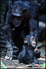 Chimpanzee mother and baby.