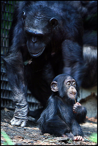 Image:Chimpanzee mom and baby.jpg