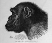 Side profile of a Chimpanzee