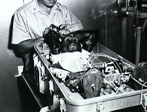 Enos the space chimp before being inserted into the Mercury-Atlas 5 capsule in 1961.
