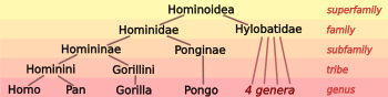 The taxonomic relationships of Hominoidea