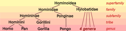 Image:Hominoid taxonomy 7.svg