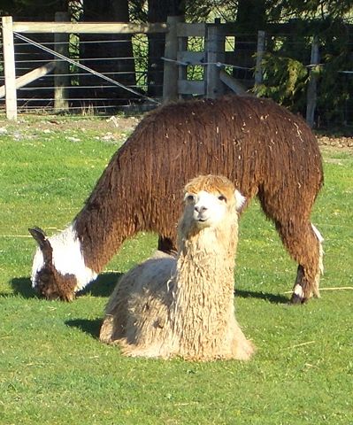 Image:Suri-alpaca.jpg