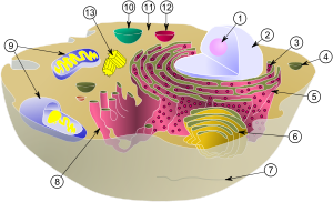 Schematic of typical animal cell, showing subcellular components. Organelles: (1) nucleolus (2) nucleus (3) ribosomes (little dots) (4) vesicle (5) rough endoplasmic reticulum (ER) (6) Golgi apparatus (7) Cytoskeleton (8) smooth ER (9) mitochondria (10) vacuole (11) cytoplasm (12) lysosome (13) centrioles within centrosome