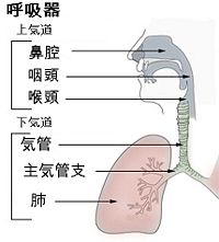 日本語 (Japanese)